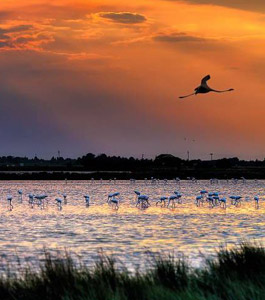 Saline di Cervia